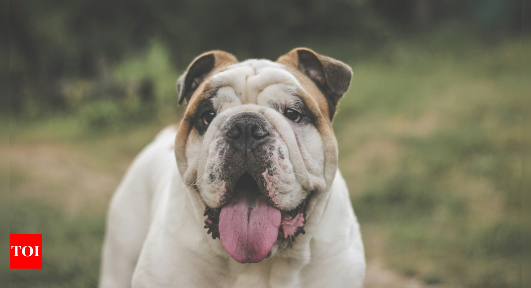 Paws, Pose, and Pageantry: Inside Drake University’s Adorable ‘Beautiful Bulldog Contest’