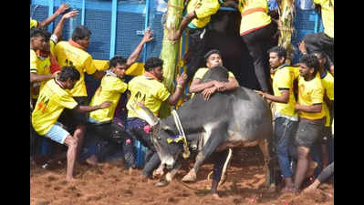 Jallikattu season kicks off at Thatchankurichi, 20 injured