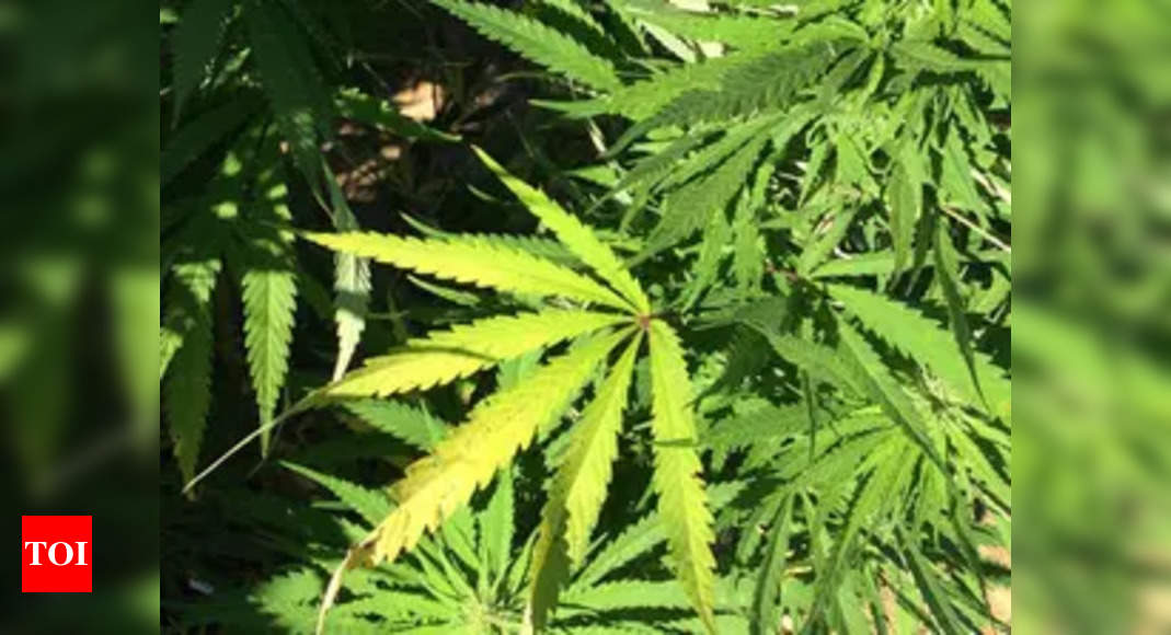 Cannabis plant outside Panaji mall seized