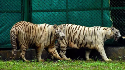 Romance-wary tiger at Gujarat zoo to get herbal aphrodisiac