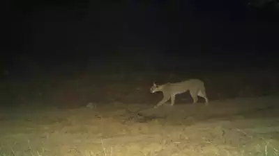 Rare caracals seen at Rajasthan’s Ramgarh Vishdhari Tiger Reserve