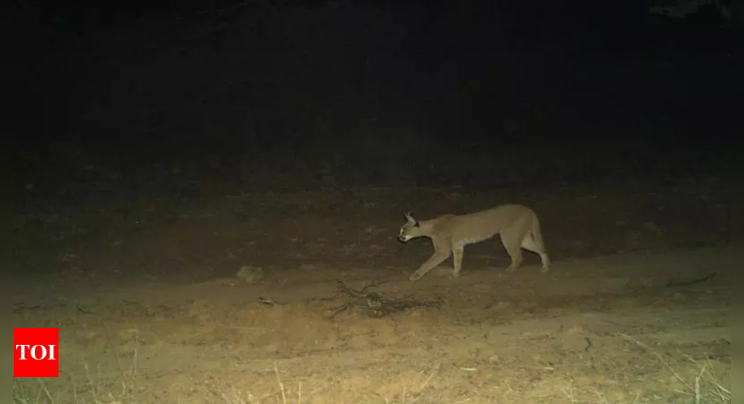 Rare caracals seen at Rajasthan’s Ramgarh Vishdhari Tiger Reserve | Jaipur News – Times of India