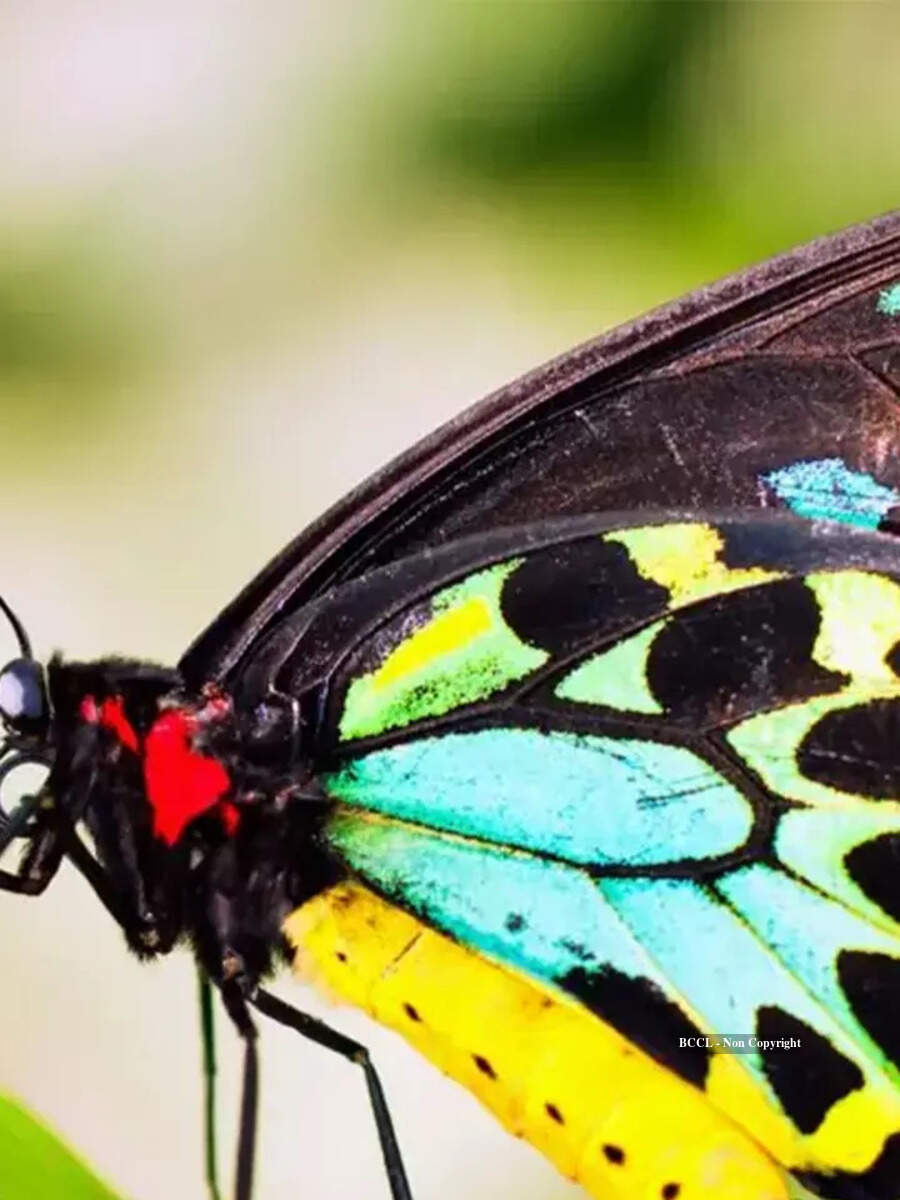 Meet the world’s largest butterfly as wide as an arm | Times of India