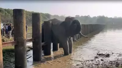 Photos: Tusker trapped between pillar barriers rescued in Nagarahole Tiger Reserve