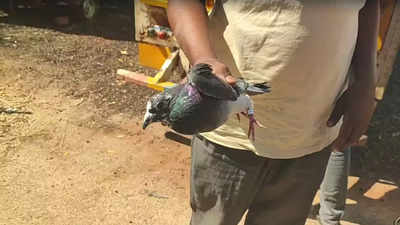 Police busted pigeon racing and betting racket in Telangana's Parigi