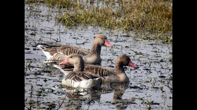 More bird species return to Sultanpur, but total population sees decline