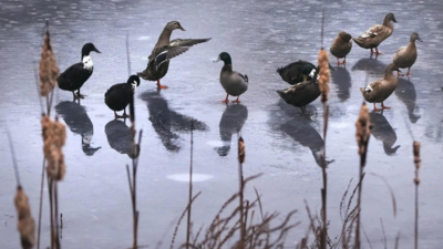 Firefighters pluck duck from icy pond in Germany's Lower Saxony