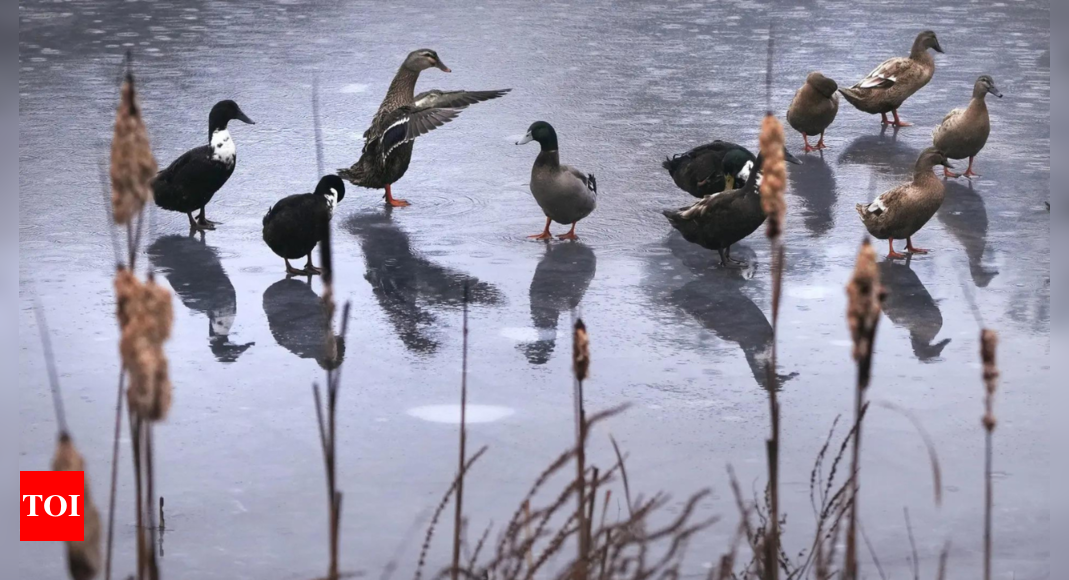 Firefighters pluck duck from icy pond in Lower Saxony