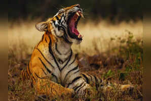 6 reasons why Pench National Park is such a hit among wildlife lovers