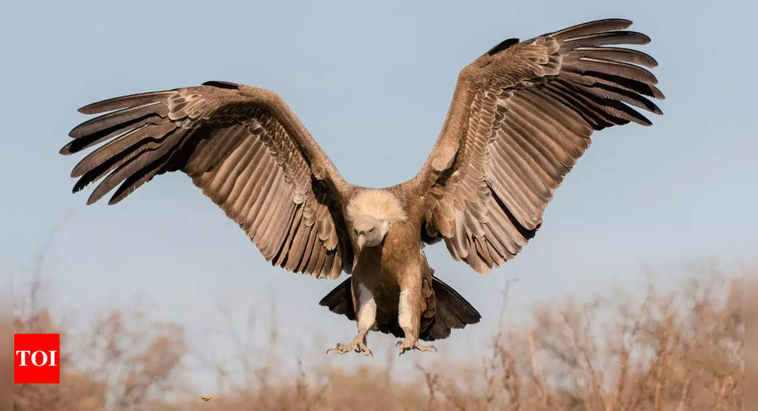 GPS-tagged white-rumped vulture travels 4,000 km from Tadoba to Tamil Nadu