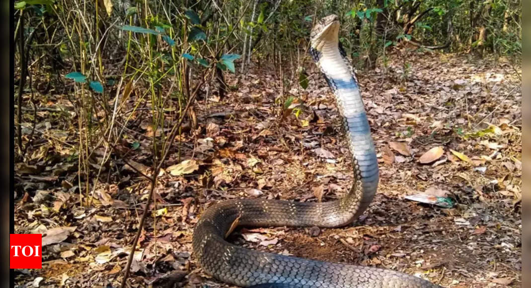 King cobra: The world’s longest venomous snake now classified into four species; know more about newly discovered species