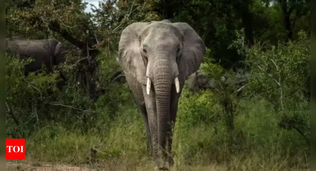 Spanish tourist killed in panicked elephant attack in Thailand