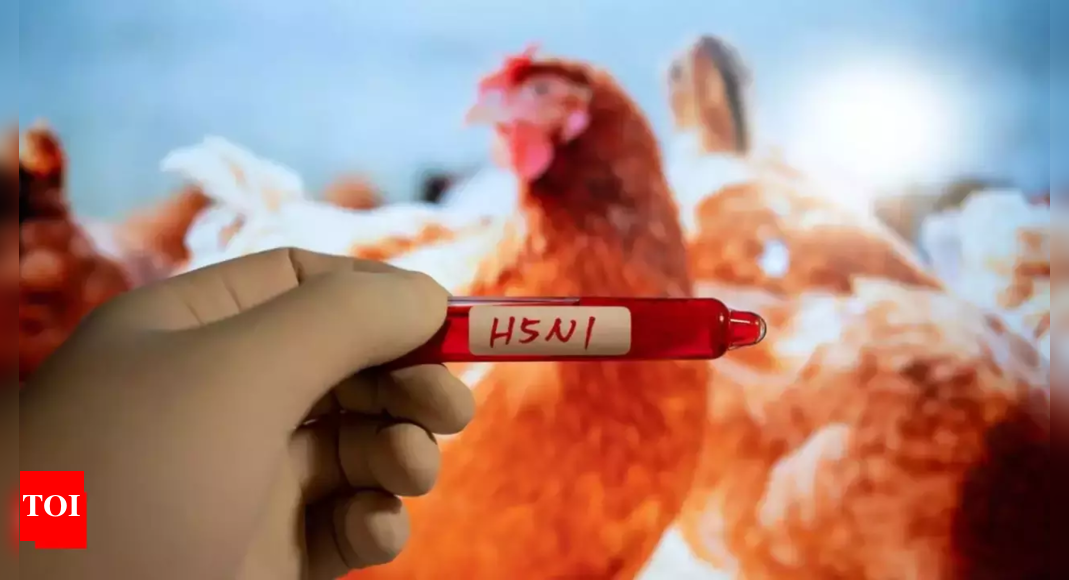 First human death from H5N1 bird flu in US reported in Louisiana | World News – Times of India