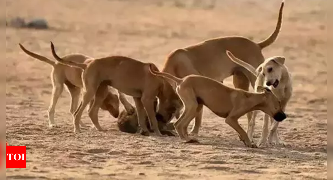 21 dogs with their legs and mouths tied ‘thrown’ to death from bridge in Telangana