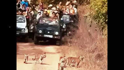 Gypsies corner tigers in wildlife sanctuary, Bombay HC steps in