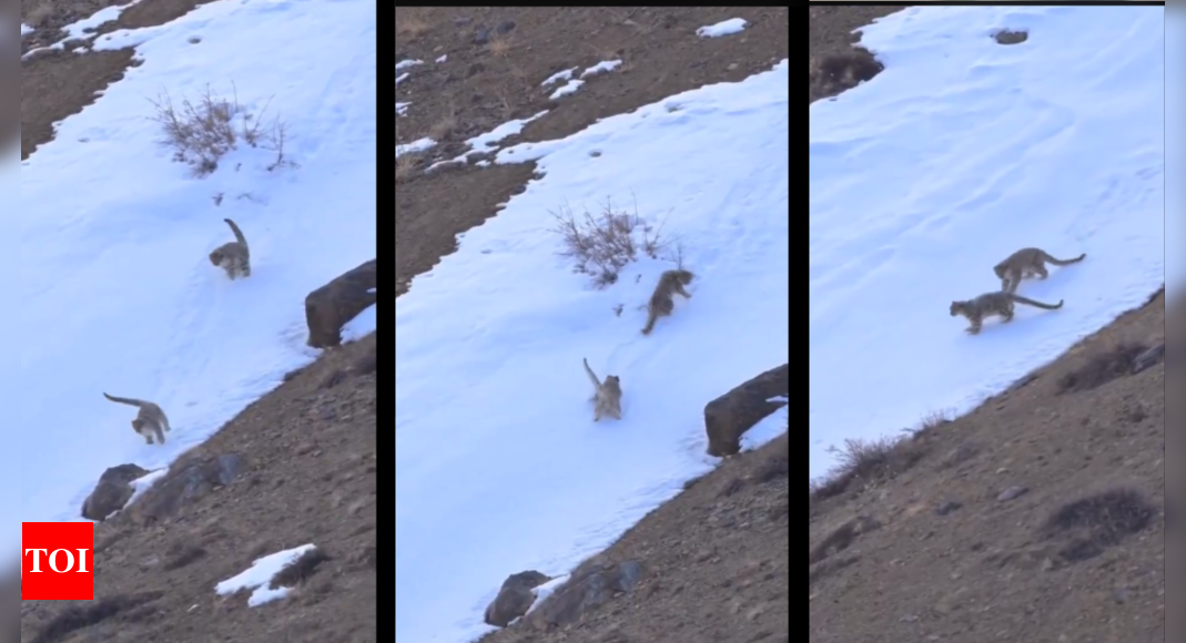 ‘Fleeting dance of untamed pleasure’: Video captures two uncommon snow leopards taking part in in Ladakh | India News – Times of India