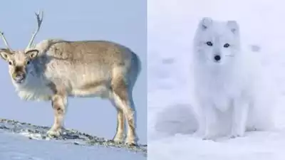 7 unique animals found in Norway