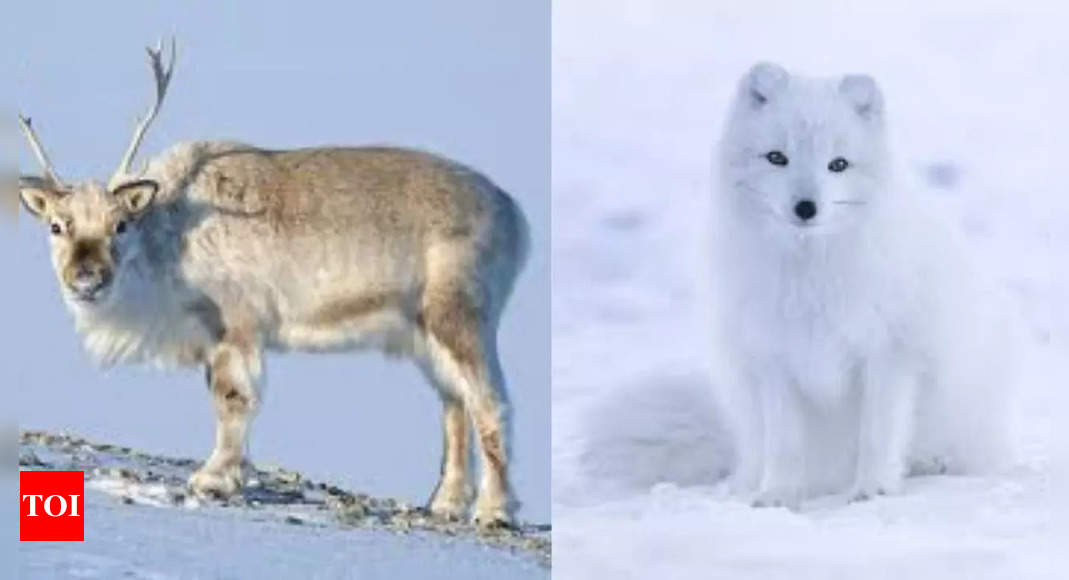 7 unique animals found in Norway | - Times of India