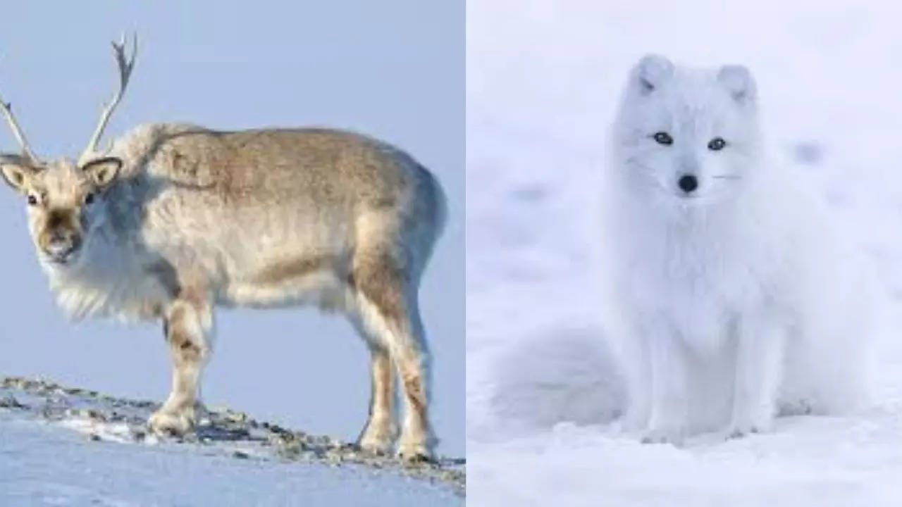 7 unique animals found in Norway | - Times of India