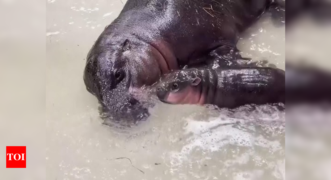 Poppy the baby pygmy born in December 2024 has her first swim with her mother