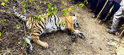 3 held for destroying tiger carcass