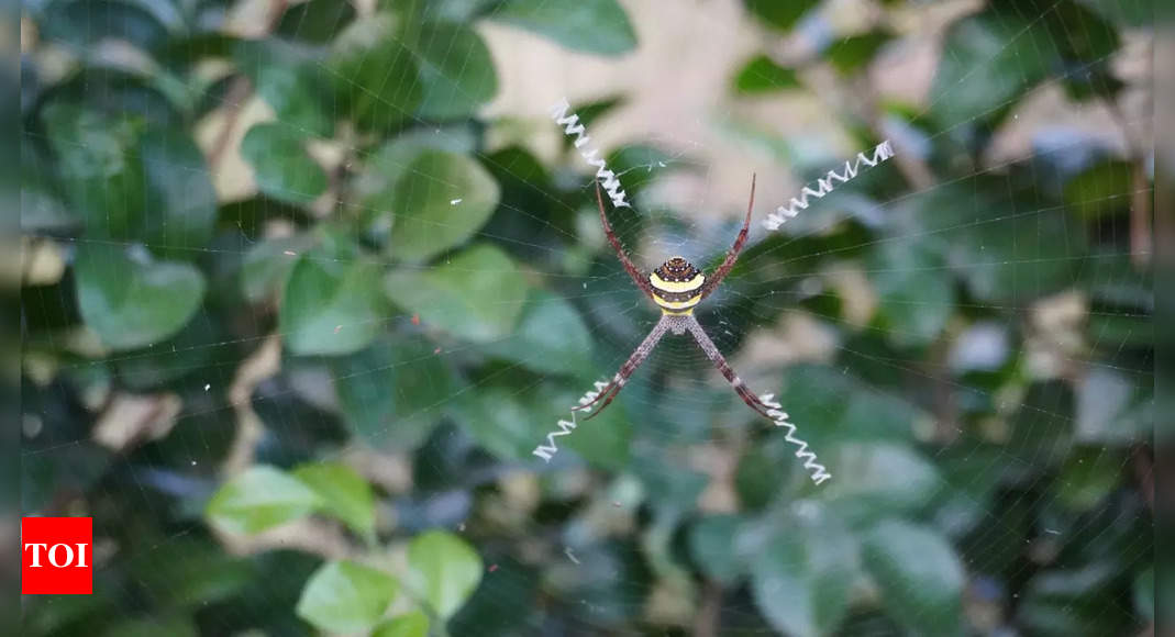 Chinese scientist names 16 spider species after pop songs of THIS artist