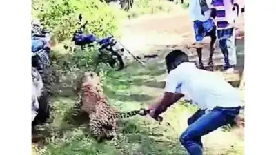 Claws out: Man catches leopard by its tail, saves villagers from jaws of death