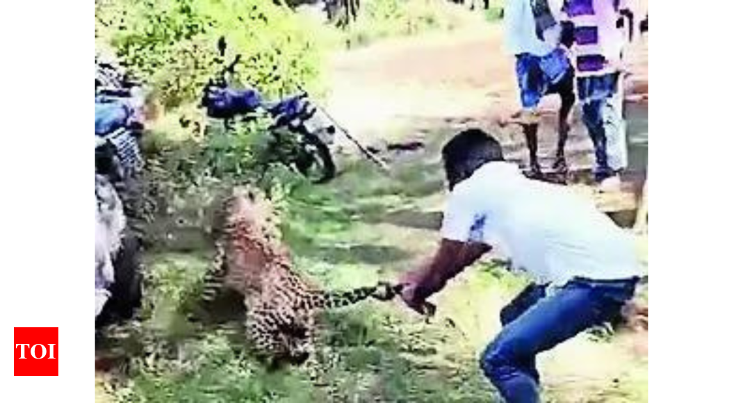 Claws out: Man catches leopard by its tail, saves villagers from jaws of death