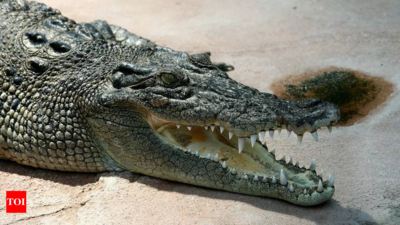 Canadian man held at Delhi airport with crocodile skull