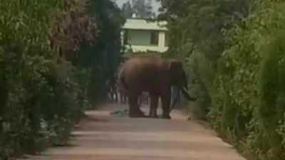 Watch: Elephant creates ruckus at Odisha college, classes suspended