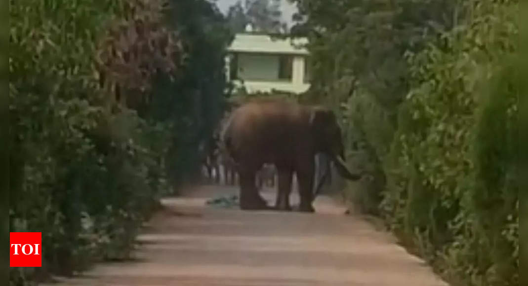 Watch: Elephant creates ruckus at Odisha college, classes suspended