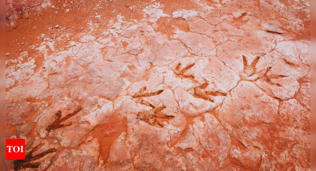 Dinosaur Highway: 166-million-year-old dinosaur highway unearthed in England