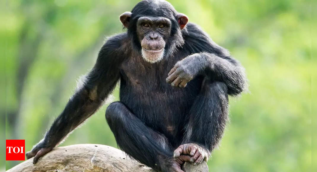 Are chimpanzees our early human ancestors? New study unveils tool-making similarities and human evolution