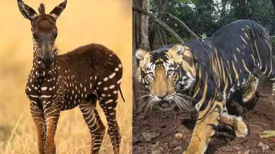 From Polk Dot Zebra to Black Tiger: Rare animals spotted recently