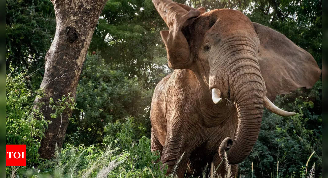 Spine-chilling elephant incident in Kerala: Man tossed in the air, video Goes viral