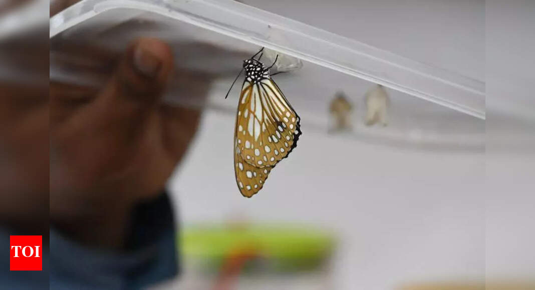 Butterfly Rearing Centre in Bodh Gaya attracts global species of winged ...