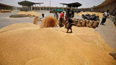 'Unfit even for cattle': Foodgrains that could have fed entire Madhya Pradesh for a month rot away in govt warehouses