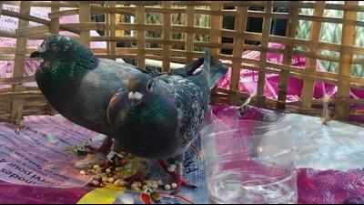 MP man kills 28 pet pigeons in retaliation for personal feud