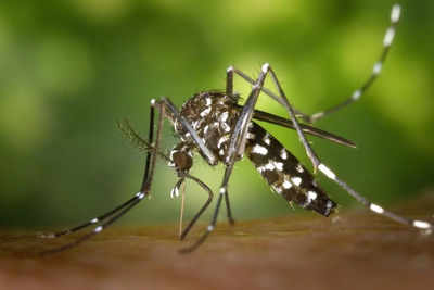 How do mosquito repellents work?