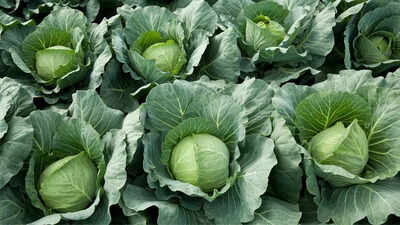 What is the right way to preserve cabbage?