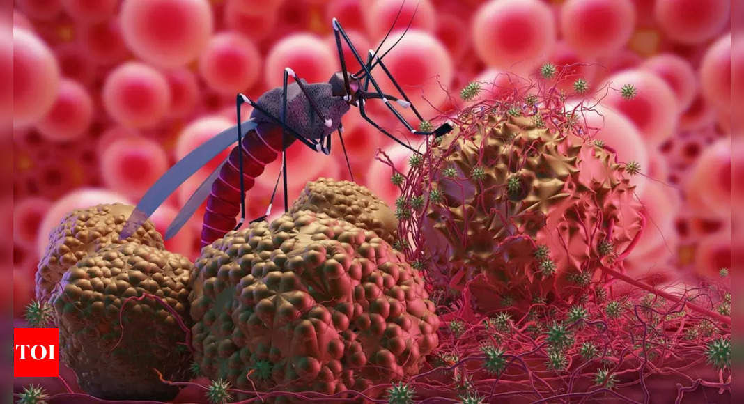 Innovative cure for dengue and malaria: 'Toxic' semen from male mosquitoes kills females