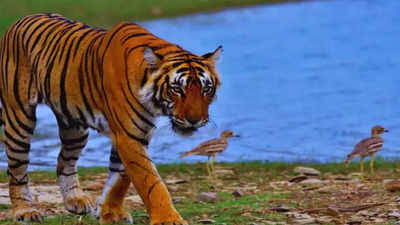 Poultry meat possibly caused bird flu in Gorewada big cats: Forest minister Ganesh Naik