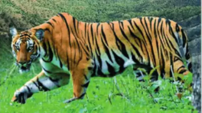 Tiger walks in on class in progress at Amravati University