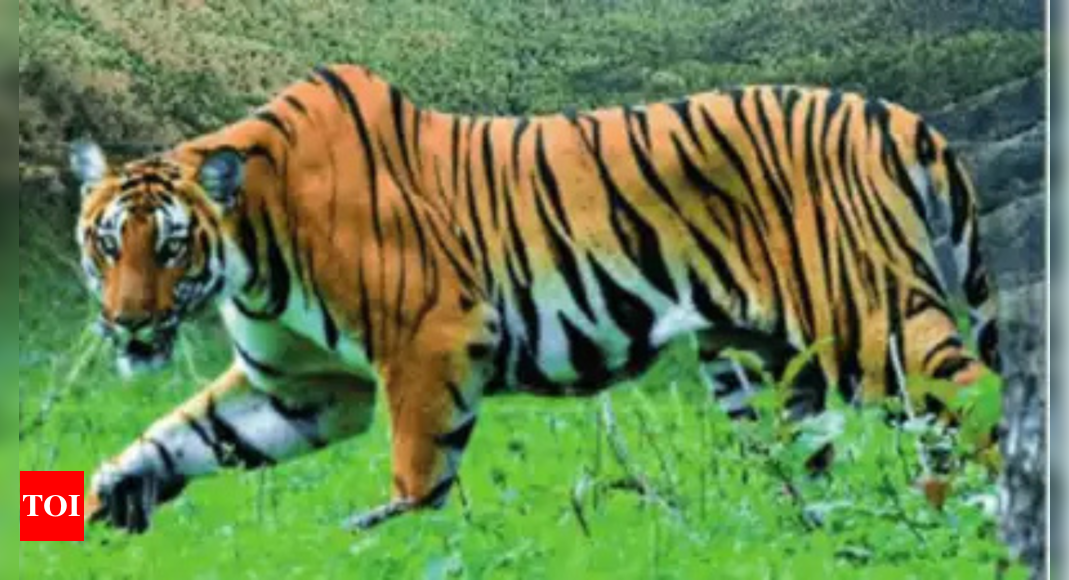 Tiger walks in on class in progress at Amravati University