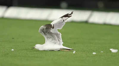 'Absolutely swarmed': Seagull struck by cricket ball during Big Bash League match - Watch