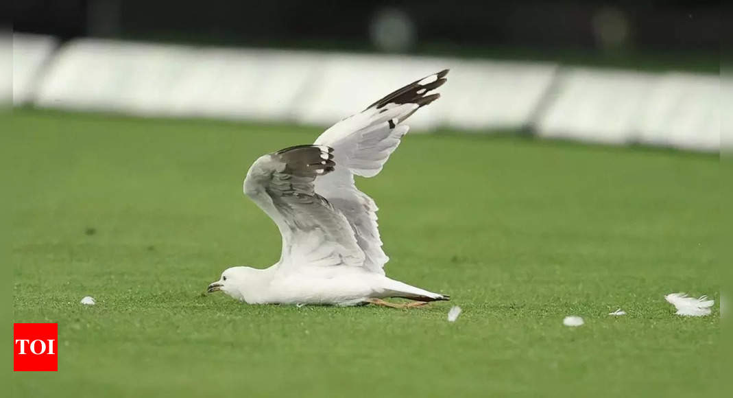 Seagull struck by cricket ball during Big Bash League match – Watch | Cricket News – Times of India