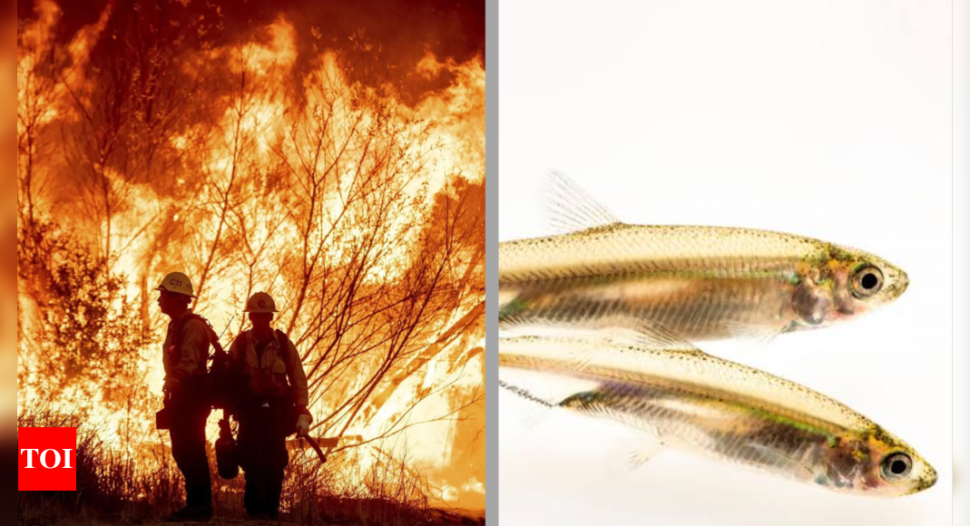 Los Angeles wildfires: Conservatives blame small fish, DEI as key factors