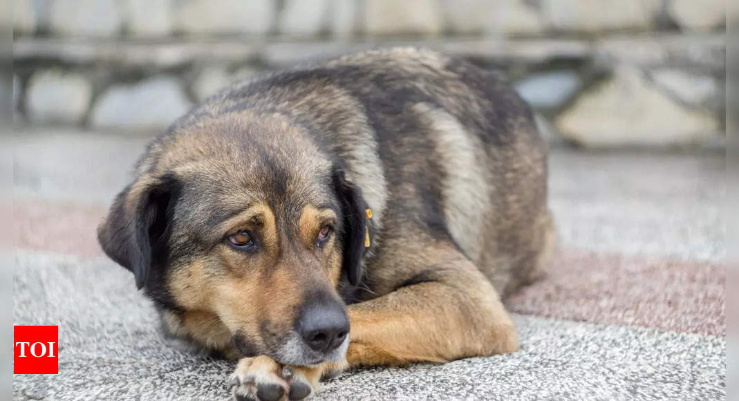 Bengaluru YouTuber faces backlash after running over a dog; what he did next leaves everyone horrified