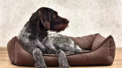 Dog Beds for Winter: Top Picks to Keep Your Pup Warm and Cozy