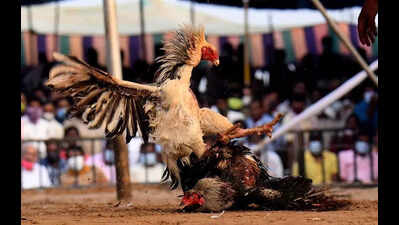 Sankranti cockfights make their way into urban settings of Andhra
